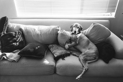 Otis lounging