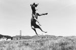 dogs, dogs, dogs