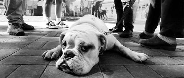 Sumo the bulldog